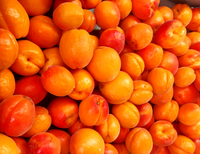 Aprikosen aus eigenem Anbau