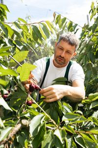 Steffen Schneider beim Kirschen ernten